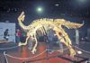 Esqueleto completo de Camptosaurus en el Museo del Jurásico de Asturias (Colunga)
