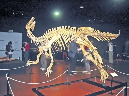 Esqueleto completo de Camptosaurus en el Museo del Jurásico de Asturias (Colunga)
