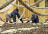 Los tres gorilas que actualmente se encuentran en Cabárceno viven en el recinto más grande de España
