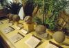Exposición de Huevos de Saurópodos en el MUJA (Colunga)