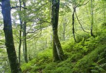 Asturias, región forestal