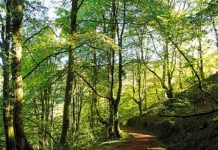 Ruta del Bosque de Cea (Parres)
