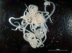 Anisakis. Parásito con forma de gusano redondo, blanquecino casi transparente. Mide unos tres centímetros de largo y menos de un milímetro de diámetro.