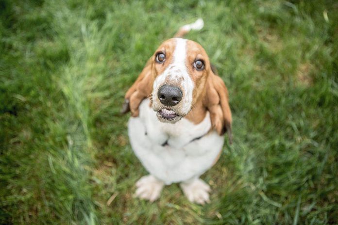 perro sabueso de caza