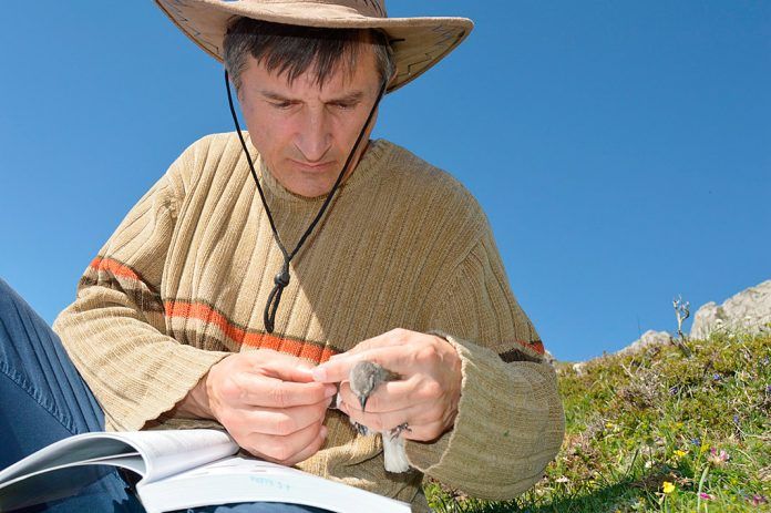 Juan Carlos Illera tomando muestras de una de las aves capturadas