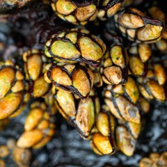 Percebes