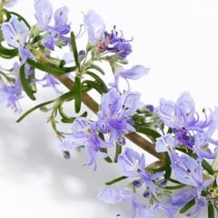 Flores de romero