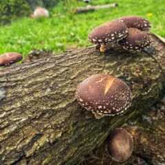 Setas shiitake