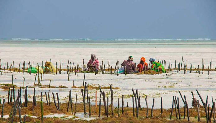 Recogedoras de algas en Zanzíbar