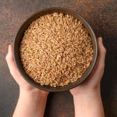 Escanda en grano