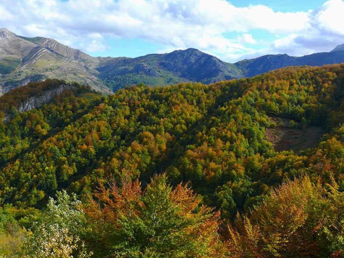 Bosque en Asturias