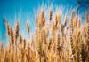 El trigo discute con otros cereales