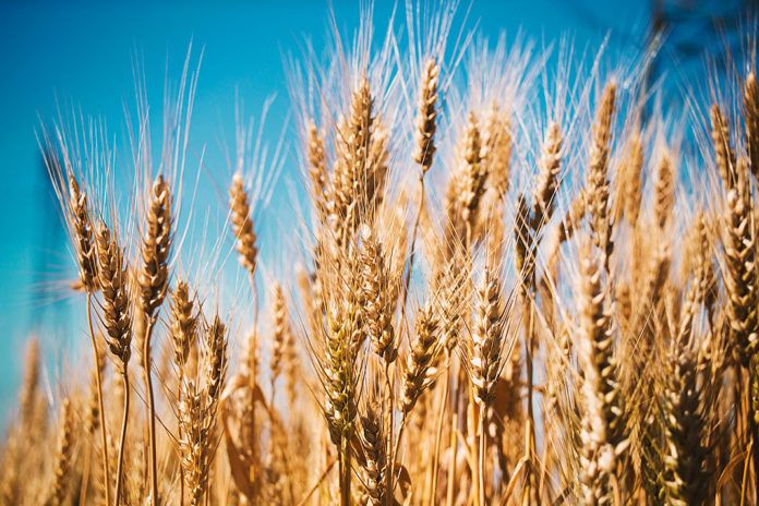 El trigo discute con otros cereales