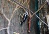 Pájaro carpintero en el Núcleo Zoológico El Bosque