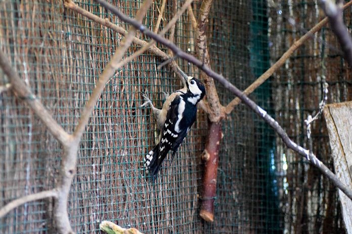Pájaro carpintero en el Núcleo Zoológico El Bosque