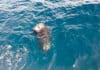 Cría de foca gris reintroducida en el mar en el mes de mayo en el entorno de Cabo Peñas.