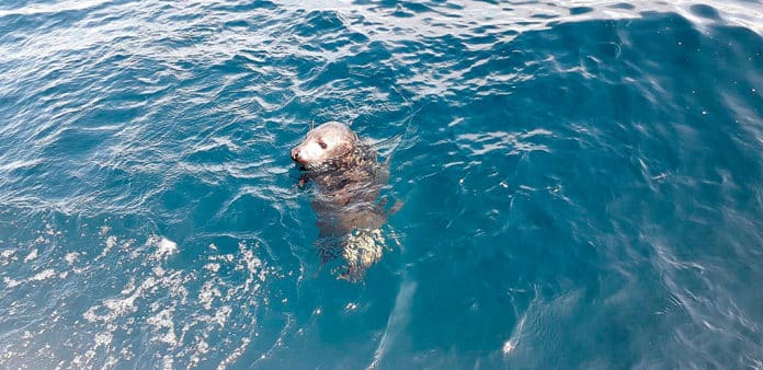 Cría de foca gris reintroducida en el mar en el mes de mayo en el entorno de Cabo Peñas.