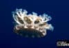 Ejemplar de medusa invertida Cassiopea andromeda