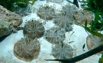 Varios ejemplares adultos de medusa invertida Cassiopea Andromeda en el cultivo de Jelly Farmer