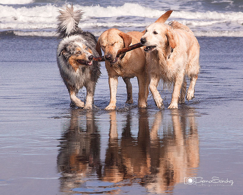 Perros en la playa, imagen de la fotógrafa Gema Sánchez