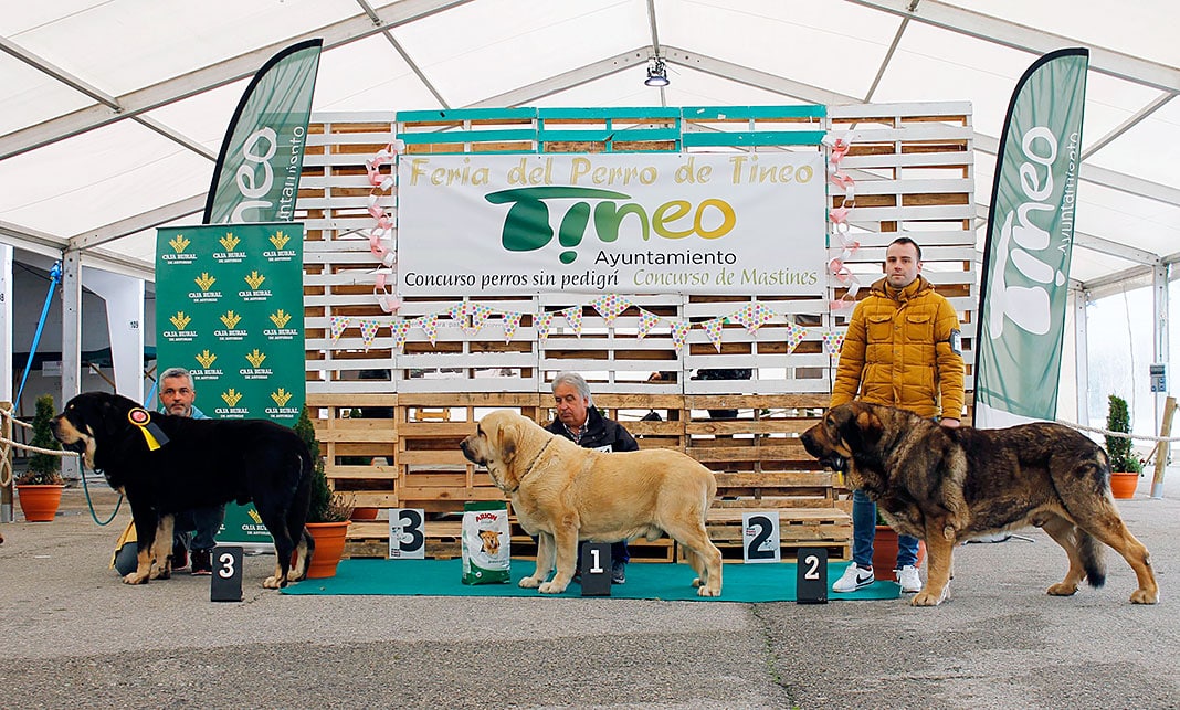 Concurso de perros sin pedigrí. Concurso de mastines en la Feria del Perro de Tineo