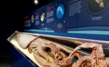 Museo del Calamar Gigante (Luarca)