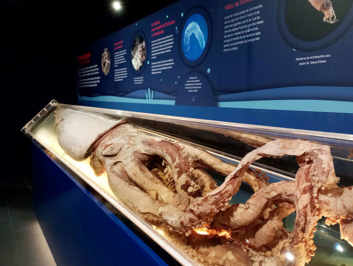 Museo del Calamar Gigante (Luarca)