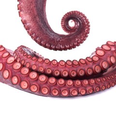 Tentáculos de pulpo