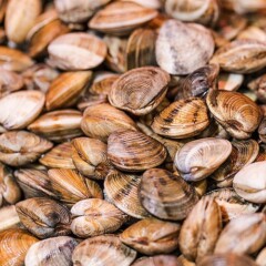Almejas frescas