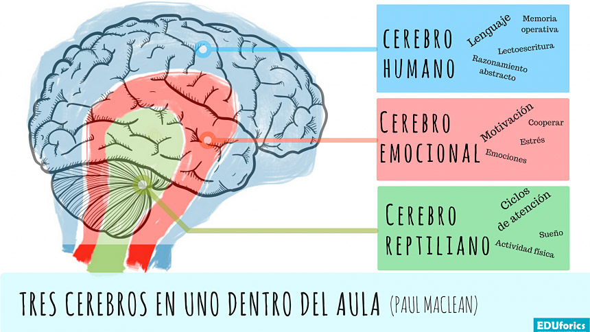 Cerebro triuno según la hipótesis de Paul MacLean.