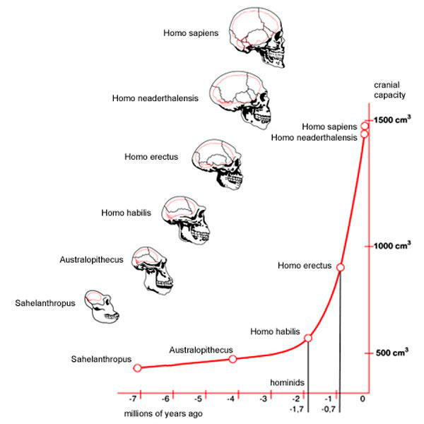Evolución del tamaño del cerebro de los distintos homínidos.