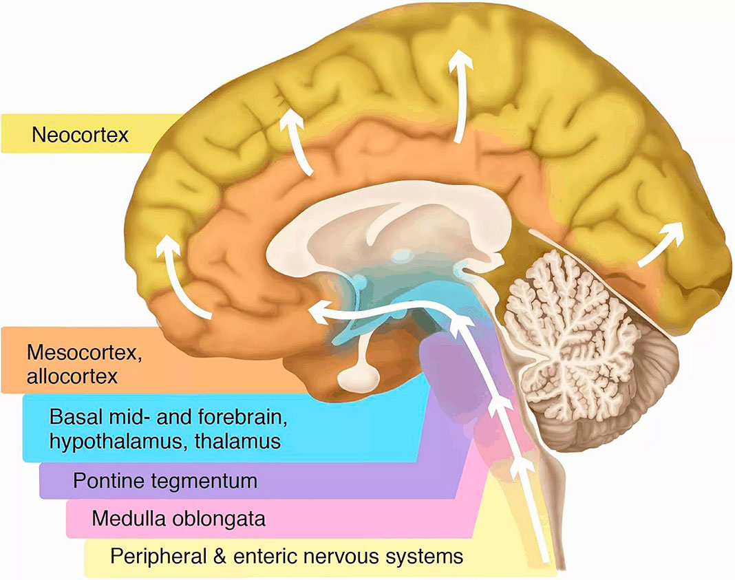 Anatomía del encéfalo. Se puede observar el volumen que ocupa la neocorteza (neocortex) con respecto al volumen total de la corteza cerebral (suma del volumen de neocortex, mesocortex y allocortex)