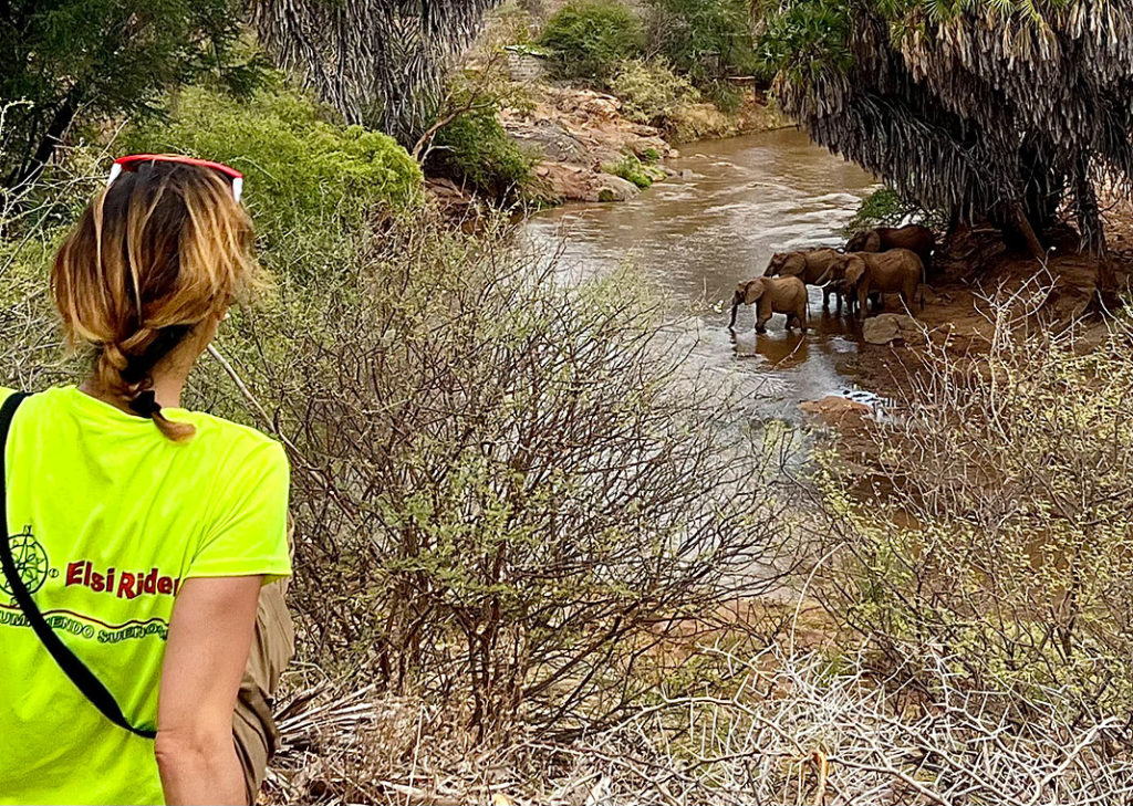 Campamento en Kenia al que venía cada tarde una manada de elefantes