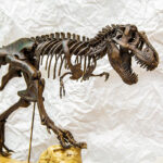 Nuevos fósiles del Cretácico revelan la época del año en que se extinguieron los dinosaurios