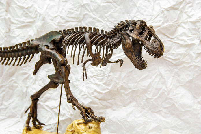Nuevos fósiles del Cretácico revelan la época del año en que se extinguieron los dinosaurios