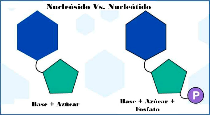 Diferencia entre nucleótido y nucleósido