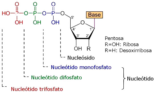 Estructura de los nucleótidos