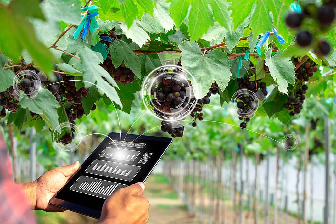 Agricultor usa una tableta para análisis de gestión e inspección del estado de los viñedos con IA