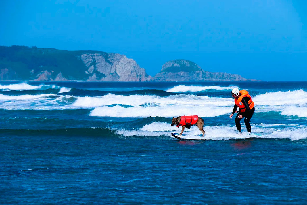 Primera edición del Campeonato Europeo de Surf para Perros Dingonatura Surf Dog