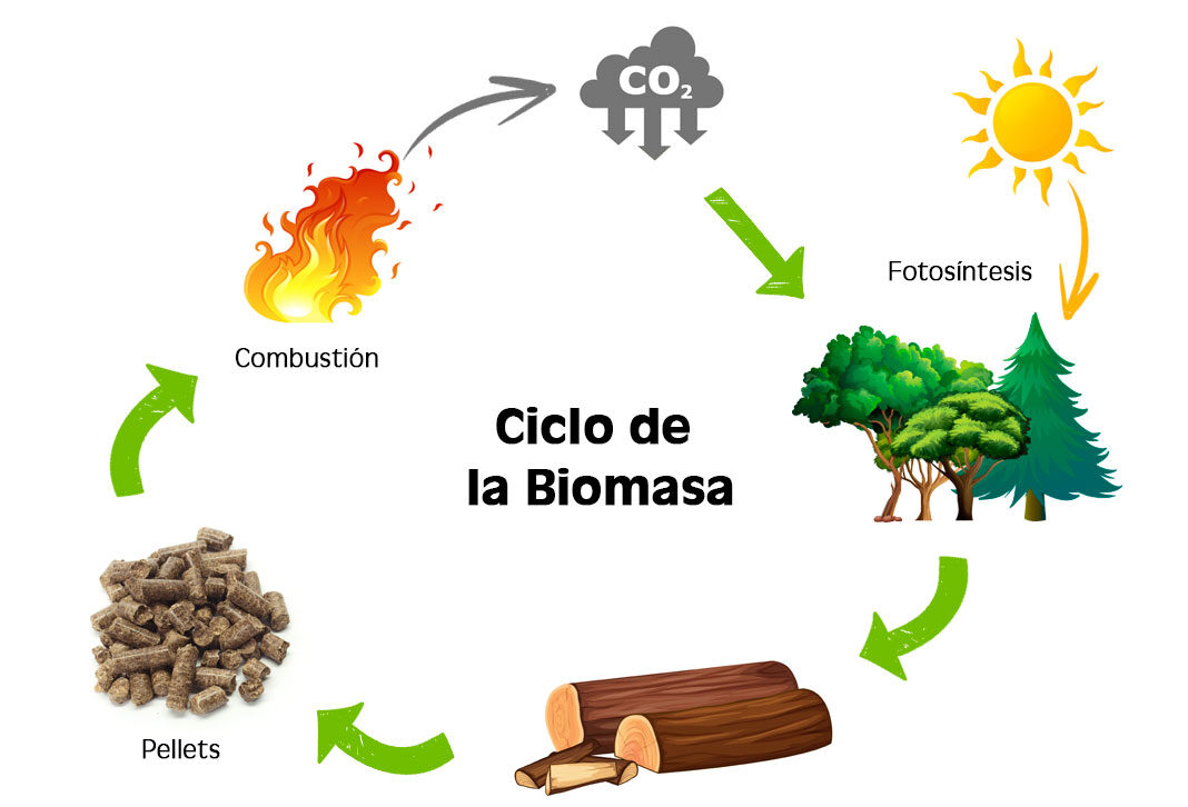 Ciclo de la biomasa