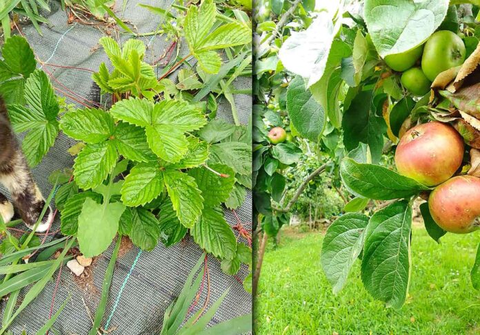 Izda.: plantas de miruéndanos. Dcha., manzanos