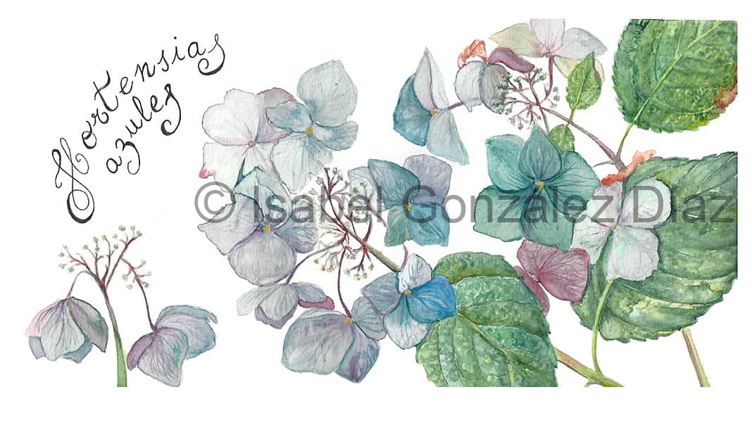 Cuaderno de botánica, dibujos de hortensias de la variedad Hydrangea Kardinal violet realizados en acuarela una tarde de verano en El Jardín de Margarita, en Muros de Nalón por Isabel González Díaz