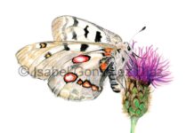 Ilustración de la mariposa Parnassius apollo. Forma parte de la exposición itinerante “Mariposas de los Parques Naturales de Asturias” (*). Actualmente se puede visitar en la Casa del Parque Natural de Babia y Luna. Riolago, León