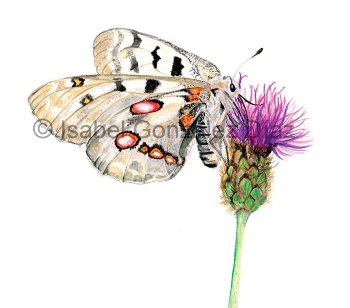 Ilustración de la mariposa Parnassius apollo. Forma parte de la exposición itinerante “Mariposas de los Parques Naturales de Asturias” (*). Actualmente se puede visitar en la Casa del Parque Natural de Babia y Luna. Riolago, León