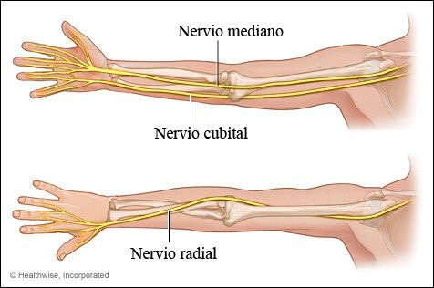 Figura 3. Principales nervios del brazo.