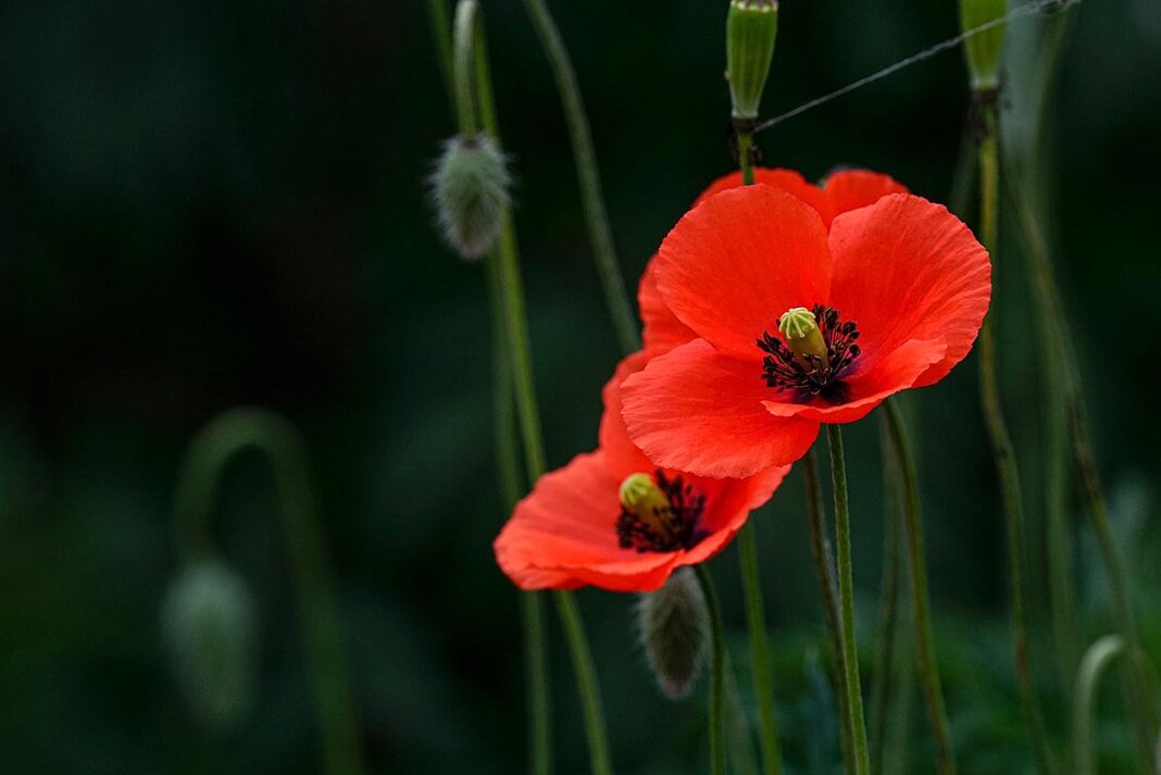 Amapolas