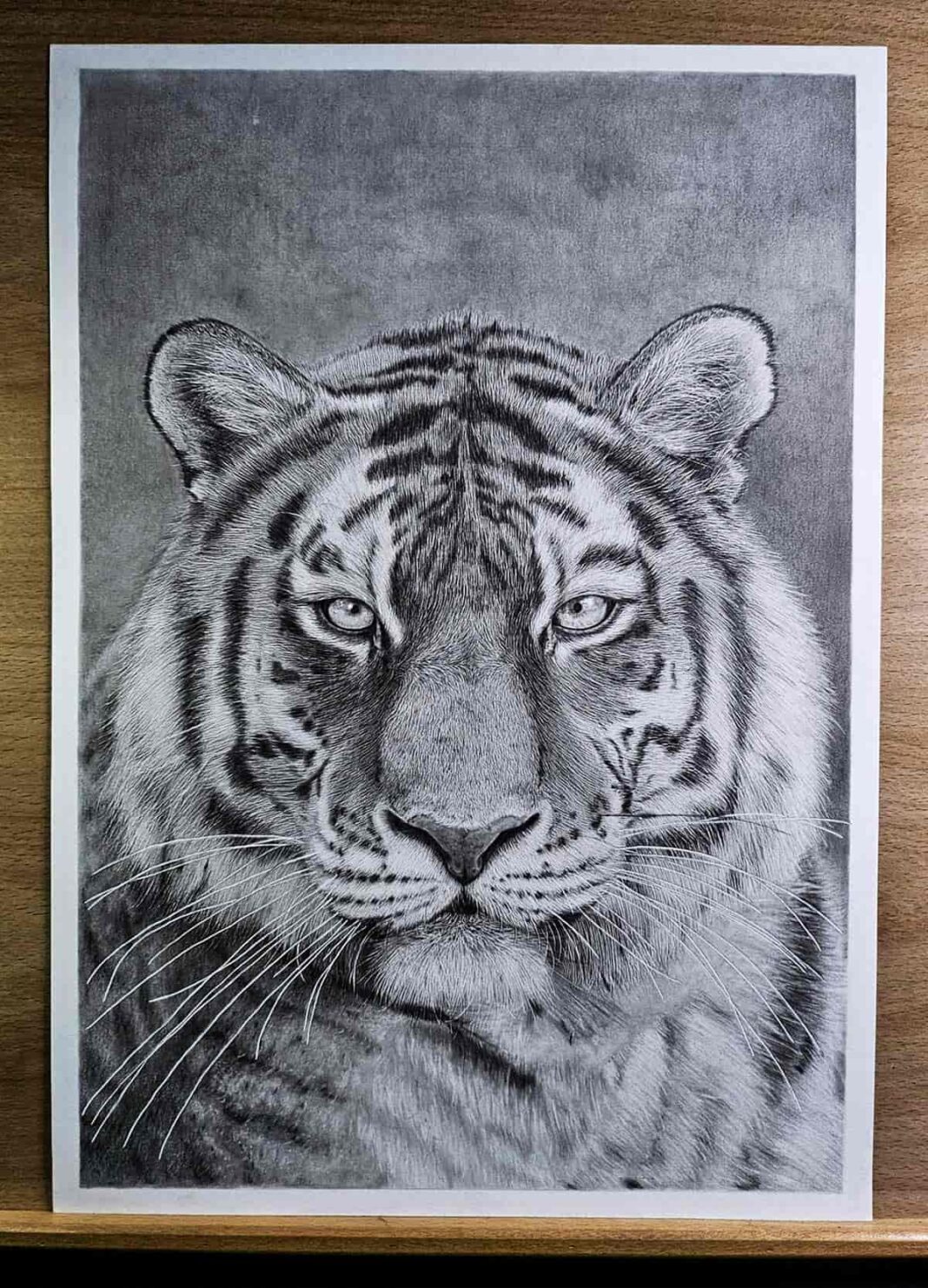 Tigre realista. Dibujo de Leandro Lima