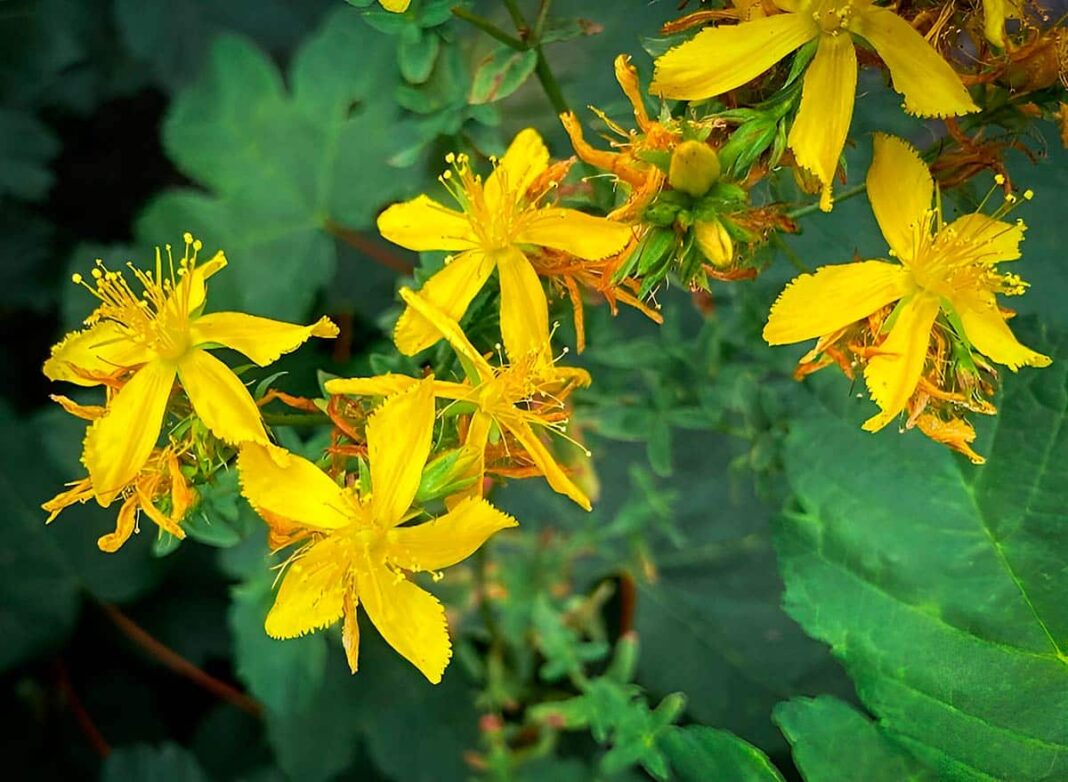 Hipericum perforatum o Hierba de San Juan