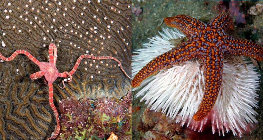 Diferencias entre una ofiura y una estrella de mar