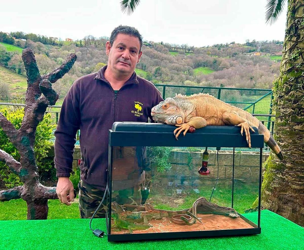Gonzalo Rubio, promotor del Zoo y Centro de Rescate El Bosque (Oviedo) con algunas iguanas